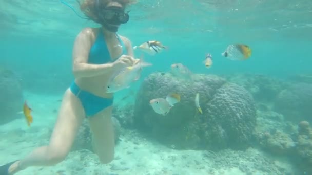 Unterwasser Schnorchlerin Türkisfarbenen Bikini Füttert Eine Gruppe Exotischer Fische Während — Stockvideo