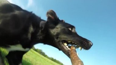 Yavaş Hareket, Yakın Çekim: Boş güneşli bir alanda ağzına tahta bir sopa taşıyan mutlu siyah köpek. Lovely sınır collie köpek fetch oynarken ve bir şube ile kırsal etrafında çalışan.
