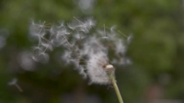 Yavaş Hareket, Close Up, Copy Space, Dof: Güçlü rüzgar yeşil sap kapalı bulanık karahindiba tohumları uzak darbeler ve sakin kırsal genelinde. Beyaz blowball bahar esintisi tarafından süpürüldü alır