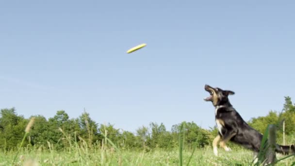 Lassú Mozgás Alacsony Látószögű Energikus Border Collie Ugrik Magas Levegőben — Stock videók