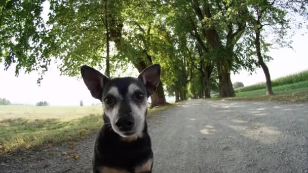 Slow Motion Ścieśniać Sun Flare Adorable Starszy Pies Siedzi Samotnie — Wideo stockowe