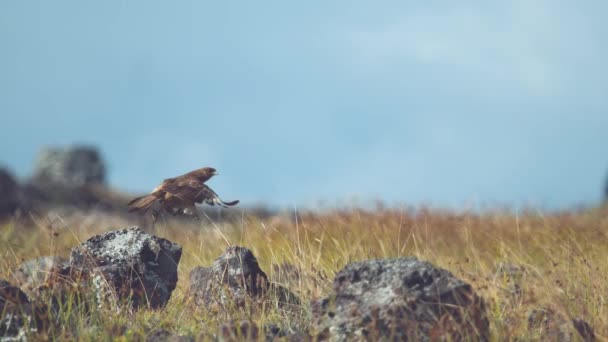 Super Moción Lenta Cerrar Dof Increíble Pájaro Chimango Caracara Sentado — Vídeo de stock