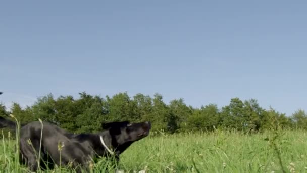 スローモーション クローズアップ 日当たりの良い田舎で外で遊ぶエネルギッシュなボーダーコリーは 黄色のフリスビーをキャッチします 遊び心のある子犬は空の草原を横切って実行され フリスビーをキャッチするために空気中にジャンプ — ストック動画