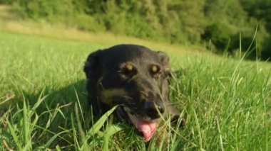 Yavaş Hareket, Portre: Güzel siyah ve kahverengi ceket ile genç köpek yavrusu güneşli çayırda dinlenirken çim yiyor. Mutlu sınır collie boş bir alanın soğuk çim oyun sonra soğur.
