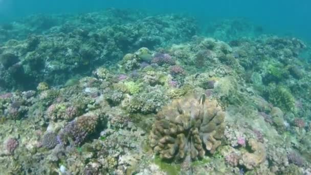 Slow Motion Underwater Дивовижний Знімок Тропічної Риби Плаває Навколо Коралового — стокове відео