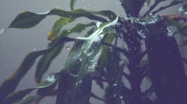 Yavaş Hareket, Close Up, Dof: Kristal berraklığında yağmur damlaları boş botanik bahçesinde büyük bir yeşil tropikal bitki yıkayın. Su ferahlatıcı damlacıkları ilginç egzotik bitki uzun yeşil yaprakları aşağı kayma.