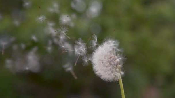 慢动作 Dof 复制空间 蓬松的白色颗粒从蒲公英长长的绿色茎上飞走 美丽的夏日风吹走了绿色乡村的脆弱种子 — 图库视频影像