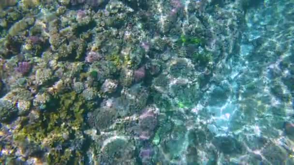 慢动作 在翡翠太平洋中部五颜六色的珊瑚礁的令人惊叹的镜头 令人叹为观止的珊瑚由于气候变化而慢慢腐烂 美丽的生态系统慢慢消逝 — 图库视频影像