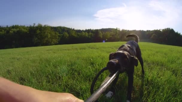 Movimiento Lento Pov Cachorro Negro Obstinado Tirando Frisbee Destruido Después — Vídeo de stock