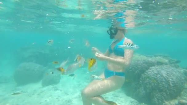 Compromisso Snorkeler Fêmea Suave Rasgando Pão Alimentando Uma Escola Peixes — Vídeo de Stock