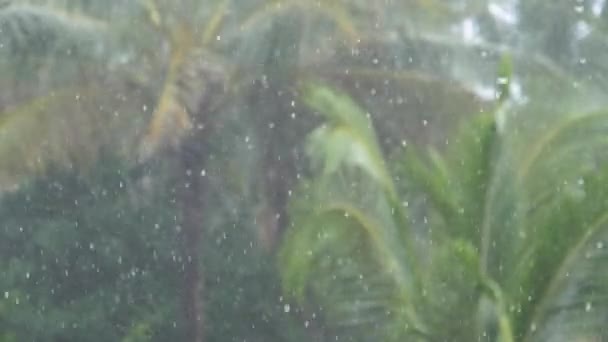 Медленное Движение Сильный Муссонный Дождь Падает Пышные Зеленые Навесы Пальм — стоковое видео