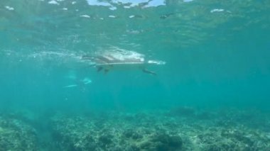 Yavaş Hareket, Sualtı: Tanınmaz uygun sörfçü kız uzakta güneşli kıyıdan uzakta bir adam surfboarder geçmiş sörf tahtası kürekler üzerinde yatan. Atletik genç kadın sörfçü açık denize kürek