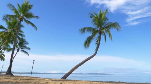 慢动作 高耸的弯曲棕榈树在温和的夏日微风中飘荡 沿着热带岛屿上空旷的沙滩飘荡 在阳光明媚的日子里 遥远海岸和平静的海洋的惊险镜头 — 图库视频影像