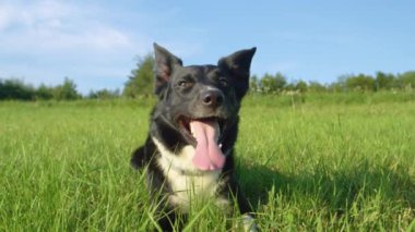 Yavaş Hareket, Portre: Güzel parlak ceket ile mutlu genç köpek soğuk çim yatıyor ve yeşil çayır etrafında bakar. Sıcak bir yaz gününde kırsal oynadıktan sonra yorgun köpek yavrusu panting.