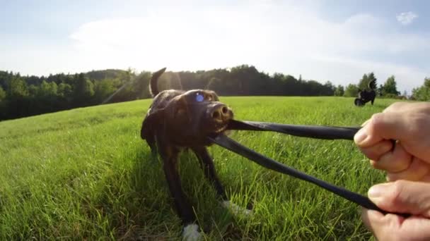 Slow Motion Lens Flare Pov Energetic Pugs Destroyed Frisbee Sunny — стоковое видео