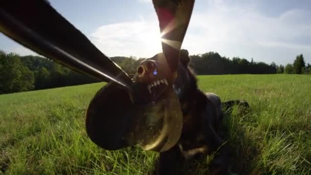 Movimiento Lento Pov Lentes Flare Perro Collie Fronterizo Negro Jugando — Vídeos de Stock