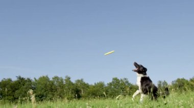 yavaş hareket, düşük açı: güzel atletik köpek sarı bir frizbi yakalamak için havada yüksek atlar. Enerjik sınır collie köpek yaz sıcak bir günde boş çayırda oynuyor. Frisky yavru dışarıda oynuyor.