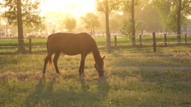 Puslu bir yeşil çayır nefes kesen bahar güneş doğarken kırsal kesimde besleme yalnız genç kahverengi mare. Pastoral shot at sakin bir alanda bir pitoresk altın aydınlatılmış yaz sabahı otlatma..