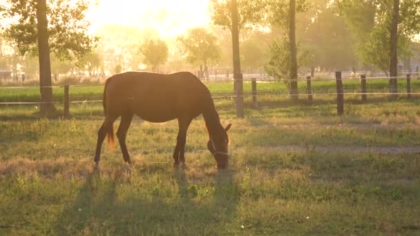 Lonely Young Brown Mare Feeding Misty Green Meadow Breathtaking Spring — Stock Video