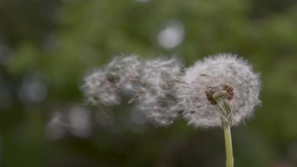 Moción Lenta Cerrar Espacio Copia Dof Frágil Flor Diente León — Vídeos de Stock