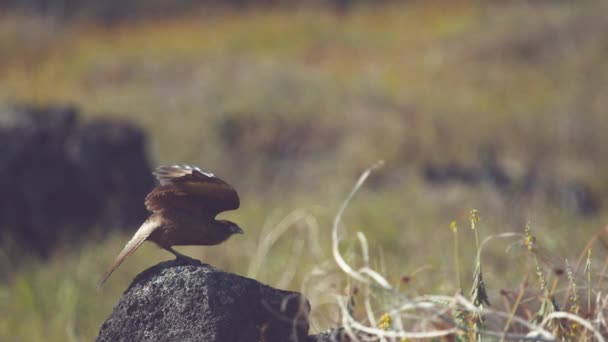 Super Moción Lenta Cerrar Dof Hermoso Pájaro Chimango Caracara Toma — Vídeos de Stock