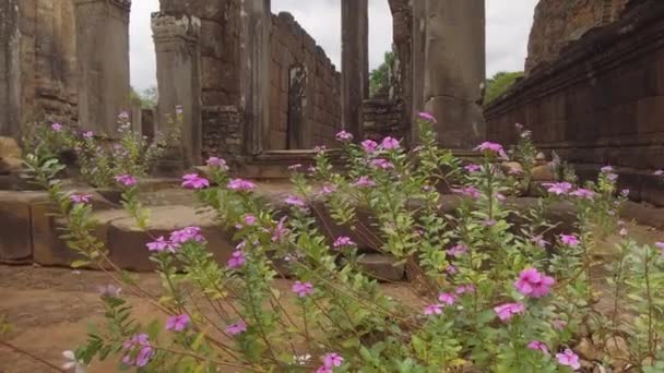 クローズアップ 美しい古代アンコールワットで成長する小さな紫色の花は 崩壊した建物の間で吹く穏やかな風の中で移動します 古い仏教寺院の映画撮影はゆっくりと成長し過ぎ — ストック動画