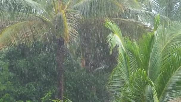 Slow Motion Monsoon Rain Waters Towering Palm Trees Fluttering Tropical — Stock Video