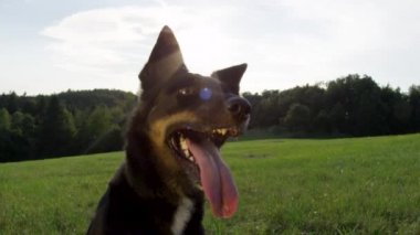 Yavaş Hareket, Lens Flare, Close Up: Mutlu sınır collie oturan ve güneşli kırsal etrafına bakarak. Parlak siyah ceketli genç köpek, yaz aylarında açık havada oynarken oturur ken ve nefes alıyor.
