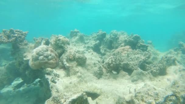 可怕的全球变暖使曾经五颜六色的珊瑚礁在温暖的热带海底变白 绿松石海洋中腐朽生态系统和海平面变化的纳税水下镜头 — 图库视频影像