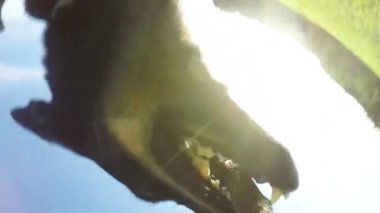 Slow Motion, Close Up, Lens Flare: Güneşli bir alanda sahiplerine ahşap bir sopa taşıyan siyah ve kahverengi ceket ile mutlu sınır collie köpek yavrusu. Enerjik genç köpek kırsal da fetch oynuyor.