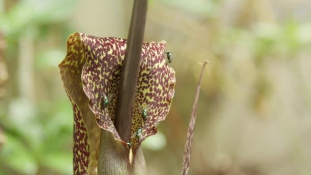 Dof 嗡嗡作响的绿色苍蝇聚集在一个危险的食肉植物的臭花 在植物园里 苍蝇在一个诱人的绿色和棕色的巫毒花上爬行的清凉镜头 — 图库视频影像