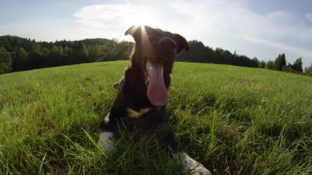 Slow Motion Lens Flare Ritratto Happy Black Border Collie Raffredda — Video Stock