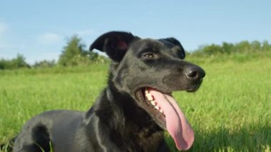 Yavaş Hareket, Portre: Güneşli kırsal boş bir çimenli alanın ortasında hala yatan itaatkar siyah köpek yavrusu. Panting sınır collie köpek soğuk çim dinleyerek oyun sonra soğur