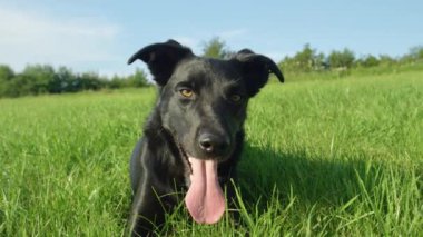 Yavaş Hareket, Portre: Genç siyah köpek güneşli çayır etrafında koştuktan sonra ağır nefes alır. Kırsal da oyun sonra dinlenme güzel mutlu köpek yavrusu. Sınır collie bahar doğa etrafında bakıyor