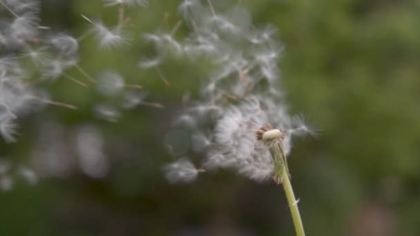 Pomalý Pohyb Zavřít Dof Kopírovat Mezeru Chlupaté Bílé Foukané Kuličky — Stock video