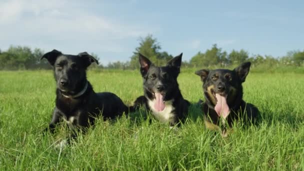 慢动作 三个可爱的黑色小狗躺在一个阳光明媚的夏天躺在草地上的美丽镜头 可爱的年轻的边境科利狗休息和冷却后有趣的游戏时间与主人 — 图库视频影像