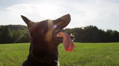Yavaş Hareket, Lens Flare, Close Up: Panting sınır collie sabırla oturur ve çimenli bir alanın ortasında yaz sıcağında bekler. Güzel genç köpek güneşli doğada oynadıktan sonra serinleme.