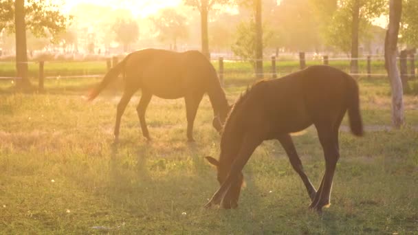 Lens Flare Dois Cavalos Cor Castanha Pastam Belo Rancho Verde — Vídeo de Stock