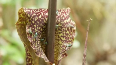 Yakın kadar makro, Dof: Yeşil sinekler güneşli doğada etobur vudu lily çiçek toplamak. Uğultu in atış çarpıcı bir botanik bahçesi içinde tehlikeli bir bitkinin çiçeği üzerinde sürünerek uçar.