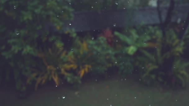 Slow Motion Dof Sparkling Drops Rainwater Fall Beautiful Exotic Greenery — Stock Video
