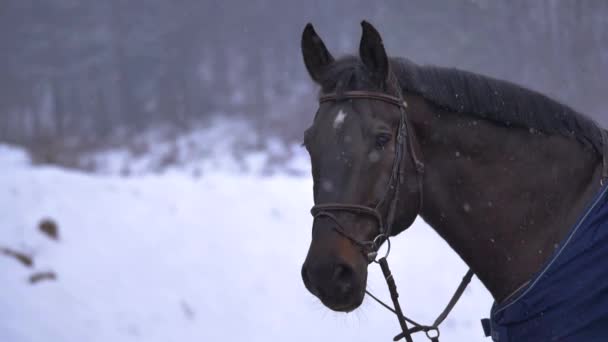 Low Motion Flose Vista Detalhada Cavalo Marrom Curiosamente Observando Neve — Vídeo de Stock