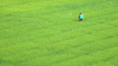 Zararlı böceklerin bitkileri korumak için çeltik yürüme ve böcek öldürücüler püskürtme tanınmaz erkek işçi. Vietnam büyük bir canlı çiftlikte büyüyen onun üretmek yetiştirilmesi çiftçi.