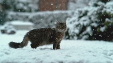Slow Motion, Close Up, Portre: Uzun kahverengi kürklü sevimli kedicik karlı arka bahçesinde duruyor. Kıllı kuyruklu tüylü kedinin detaylı görüntüsü soğuk bir kış günü kar yağışının tadını çıkarıyor..