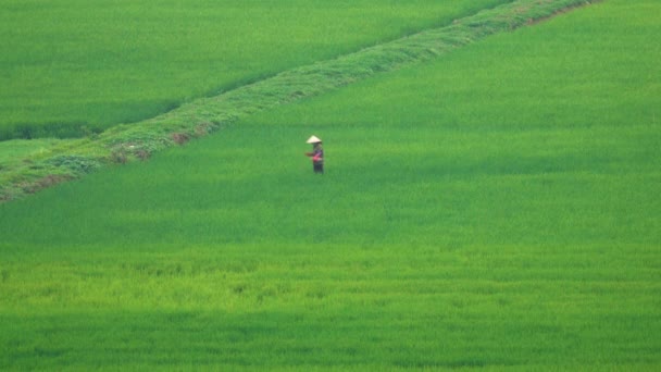 女工在美丽的农村越南郁郁葱葱的绿地上抛撒种子 在一个大稻田上工作的无法辨认的女人 在充满活力的农村种植农作物的农民 — 图库视频影像