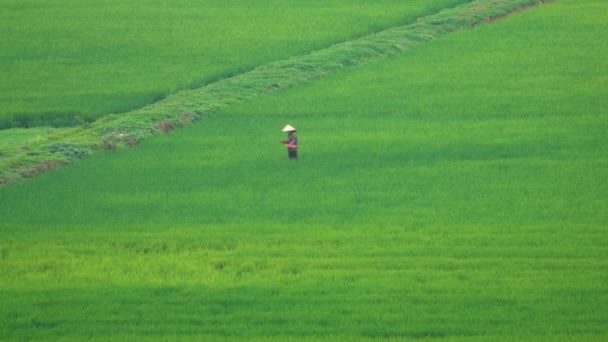 Zaměstnankyně Házel Semena Svěží Zelené Louce Krásné Venkovské Vietnamu Nelze — Stock video