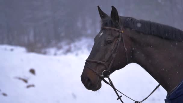 スローモーション クローズアップ 壮大な雪の自然の周りを見てブライドルと美しい茶色の髪の馬 空から落ちる湾色の馬の頭と小さな雪片の詳細なビュー — ストック動画