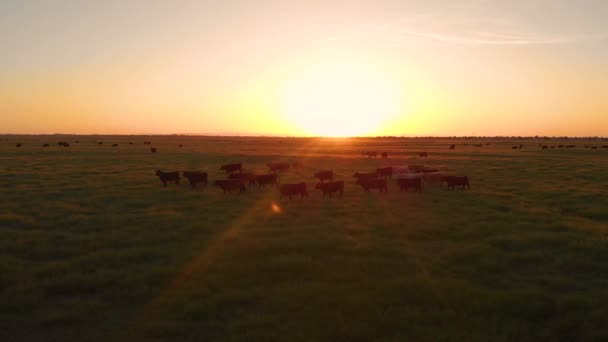 Antenne Lens Flare Vliegen Boven Een Kudde Koeien Migreren Het — Stockvideo