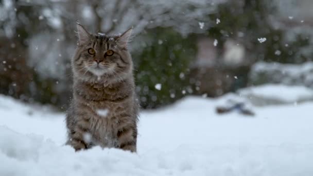 Zeitlupe Großaufnahme Porträt Entzückende Langhaarige Hauskatze Sitzt Idyllisch Verschneiten Hinterhof — Stockvideo
