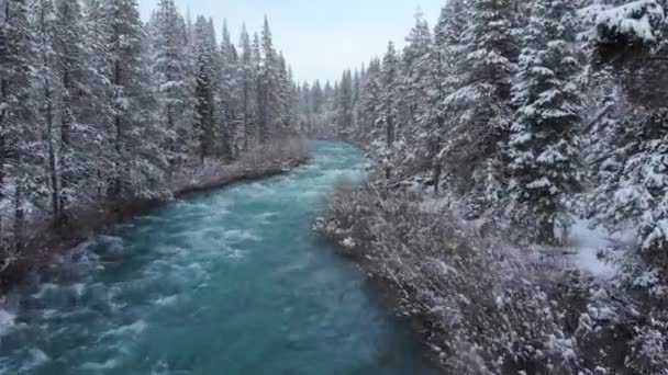 Aerial Emerald Colored River Rushes Vast Coniferous Forest Snowy Day — Stock Video