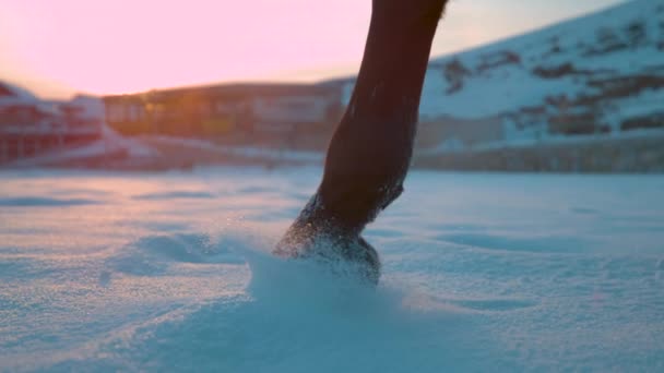 スローモーション クローズアップ ローアングル 日没時に牧歌的な田園地帯を覆う新たに落ちた雪を蹴り上げる大人の馬の足 美しい冬の朝の日差しの中で輝く雪の粒子 — ストック動画